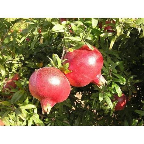 Parfianka Pomegranate at Rs 95/kilogram | अनार in Pune | ID: 13771460933