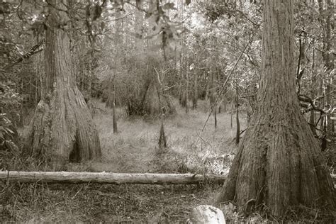 Where the Wild Places Are: Captivating Carolina Bays - S.C. Sea Grant Consortium