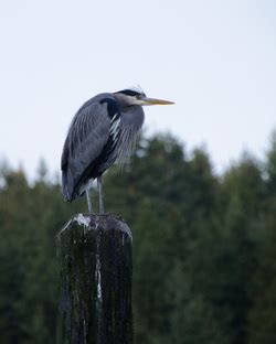 Estuary Animals - Estuary Biomes