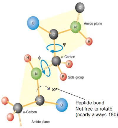 Protein backbone dihedral angles , , and [22]. | Download Scientific ...