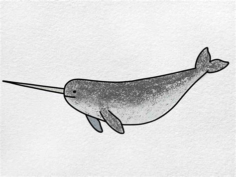 Narwhal Drawing - HelloArtsy