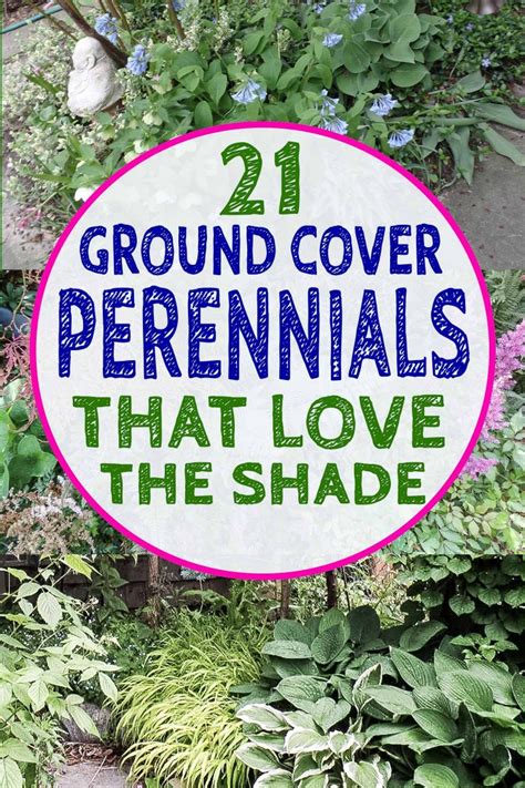 Ground Cover Plants For Shade (Perennials That Keep Weeds Down ...