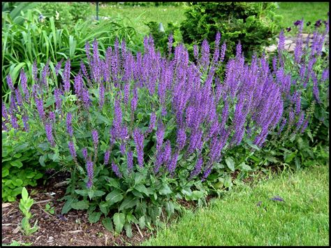 MAY NIGHT SAGE – Hinsdale Nurseries – Welcome to Hinsdale Nurseries