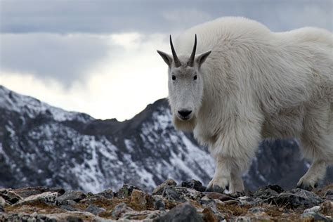 The Mountain Goat | Basic Facts and Photos | The Wildlife