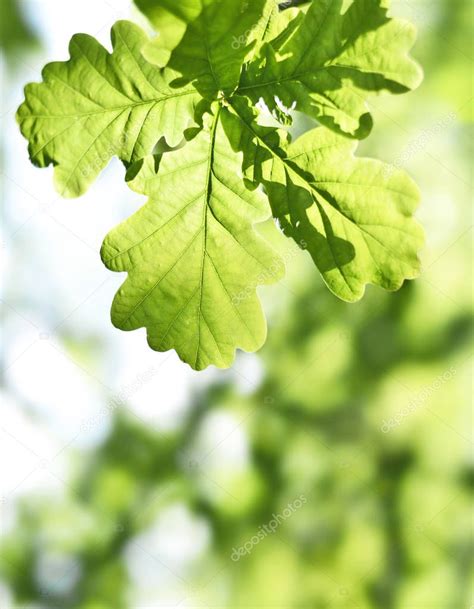 Fresh, green oak leaves — Stock Photo © Eivaisla #133707970