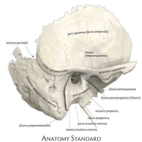 Temporal bone