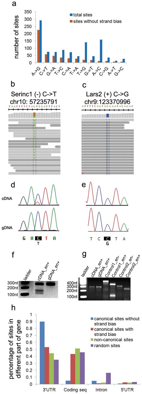 A) Distribution of RNA editing types with and without a filter for... | Download Scientific Diagram