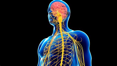 Central nervous system | Neurological Foundation