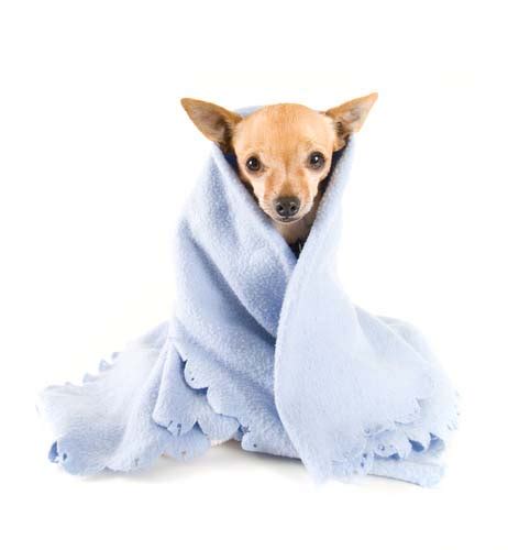 Do Dogs Need Blankets In Winter? Here's How to Keep Dogs Warm