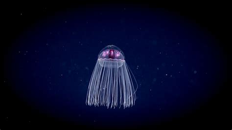 Happy World Jellyfish Day: 2019 Southeastern U.S. Deep-sea Exploration - Remotely Operated ...