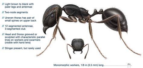 Pavement Ants in House - How to Get Rid of Them