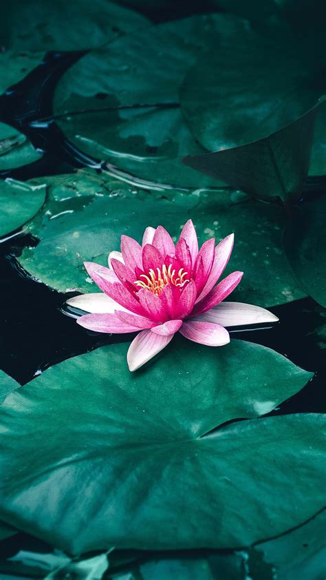 Lotus Flower Ultra HD Wallpapers - Wallpaper Cave