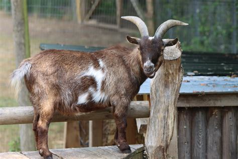 African Pygmy Goat by ZOOPhotos on DeviantArt