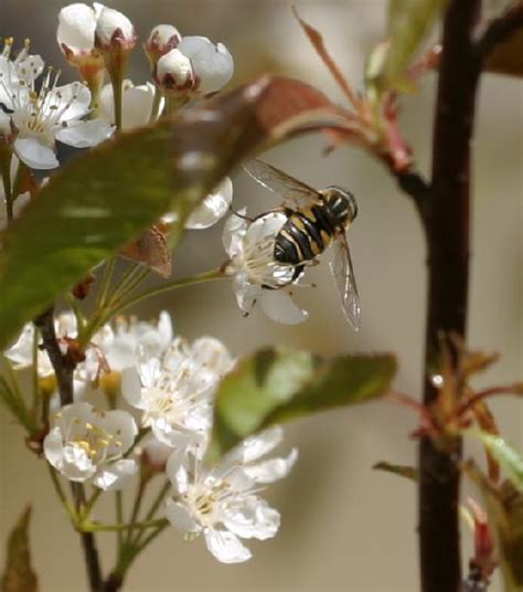 Bee mimic flies in wild cherry blossoms | The Backyard Arthropod Project