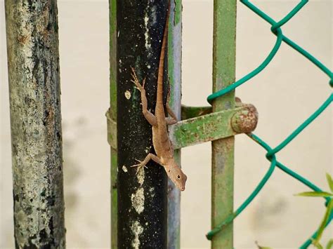 Urban lizards are evolving differently than their rural counterparts