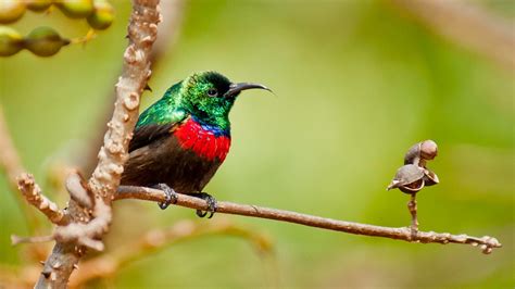 The Endemic Birds of South Africa - Birding Ecotours