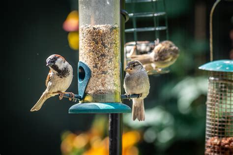 5 Ways to Attract Birds to Your Garden with a Bird-Friendly Backyard – Practically Functional