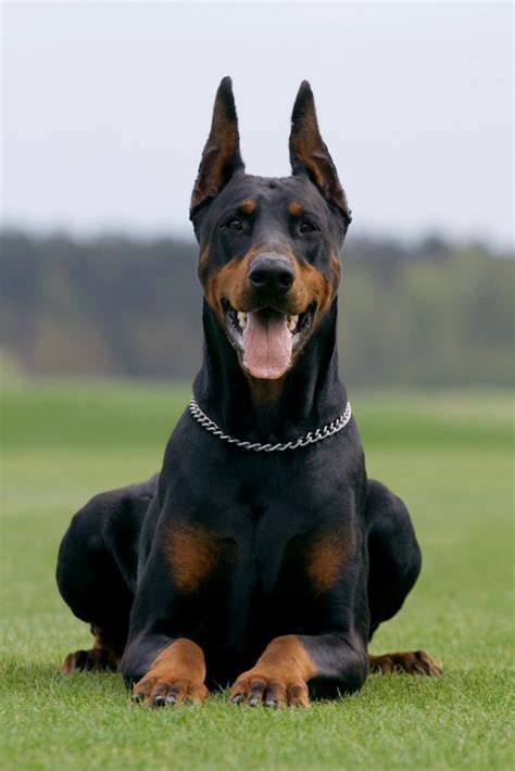 Dangerous Dog Breed: The World's 10 Most Deadly Dog Breeds 2024