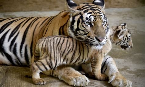 2 Royal Bengal Tiger cubs playing with mother at zoo - Global Times