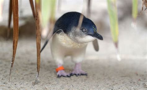 The only fairy penguins in its new enclosure A fairy penguin, also known as a little blue ...