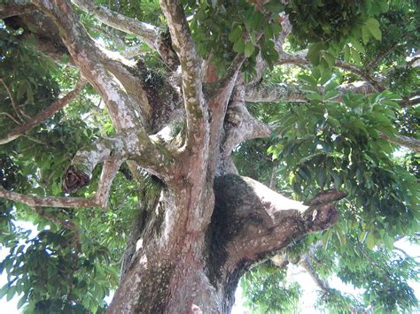 Pili Nut Tree | Sorsogon is known to be the largest producer… | Flickr