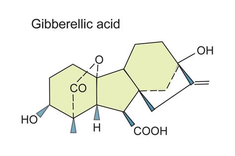 Plant Hormones, Gibberellin