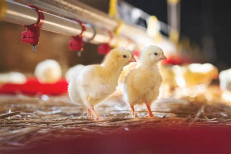 253,900+ Poultry Farm Stock Photos, Pictures & Royalty-Free Images - iStock