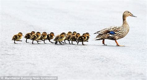 Why did the duck cross the road? To get to the reservoir, of course! Mother and her ducklings ...