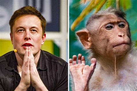 Elon Musk's Neuralink is reportedly under investigation for animal ...