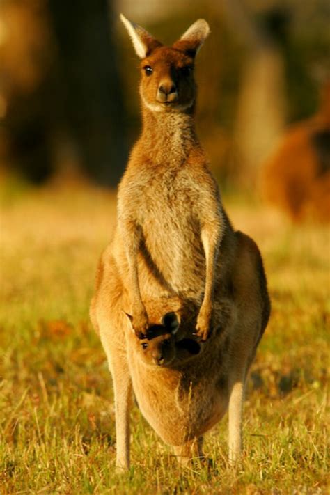 Roo Australia - VTech Hop-a-Roo Kangaroo