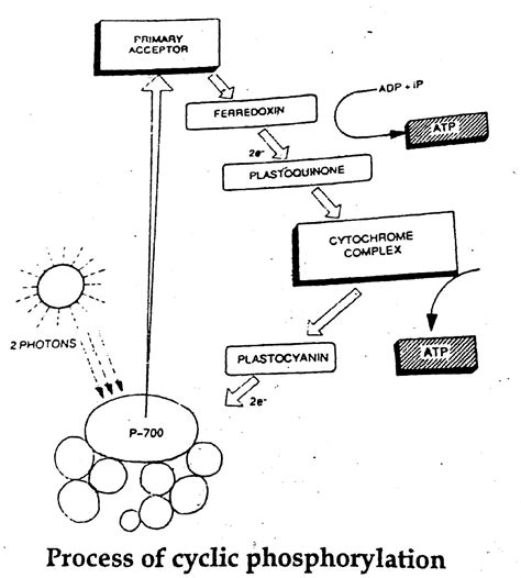 What is cyclic phosphorylation? Explain in brief with a diagram.