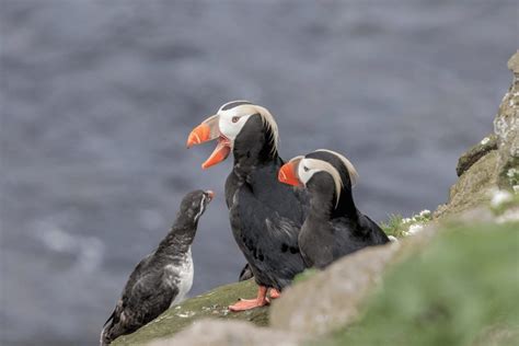 Tufted Puffin Facts - CRITTERFACTS