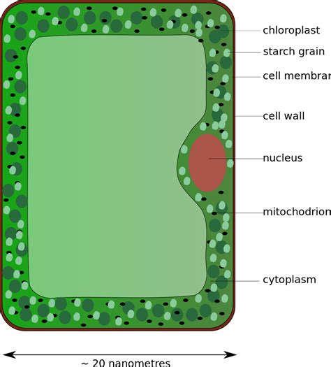 Palisade Labeled Cell Diagram - ClipArt Best