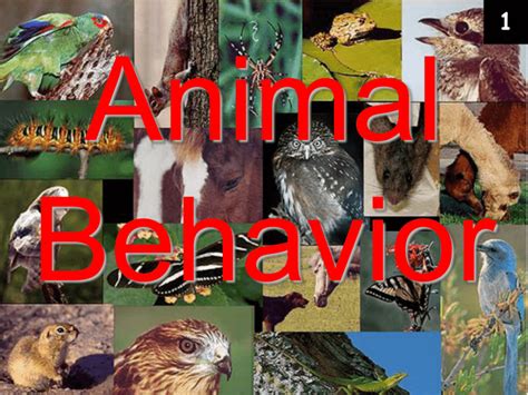 Animal Behavior