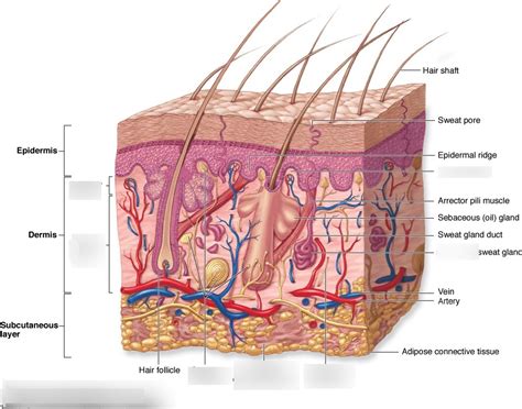 Chapter 6 | Skin: The Integumentary System Diagram | Quizlet