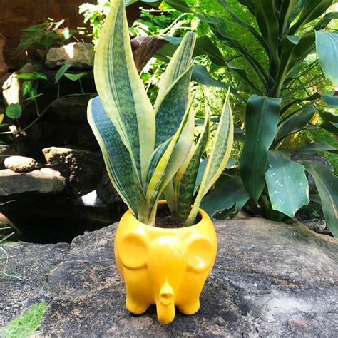 Royal Elephant Ceramic Planter