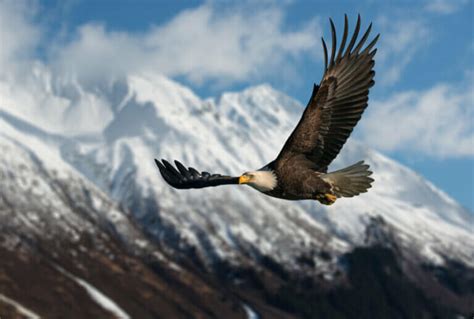 Diurnal Birds of Prey, Rulers of the Summits - My Animals