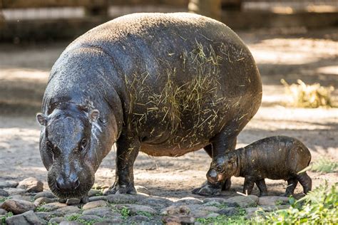 Pygmy Hippo Born at Tampa's Lowry Park Zoo - Touring Central Florida