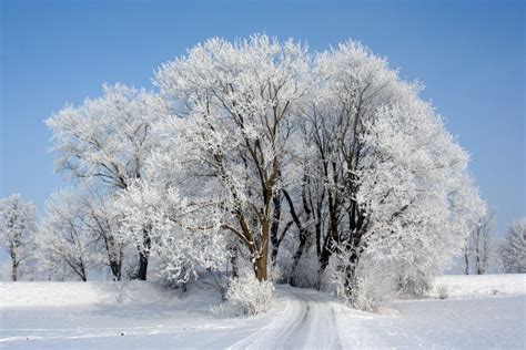 Banco de imagens : árvore, natureza, ramo, frio, geada, gelo, clima, estação, coroa, Árvores ...