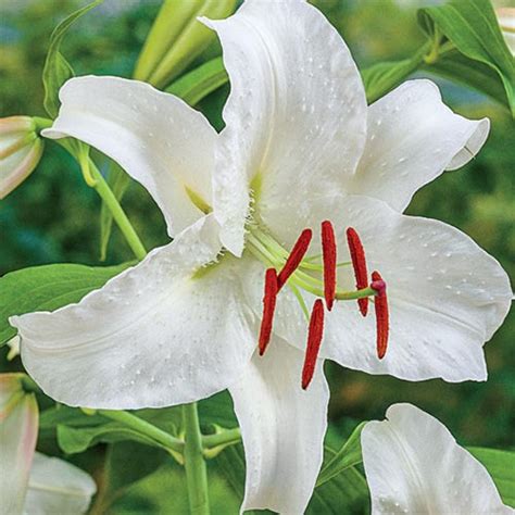 Buy Casablanca Lily | Oriental Lilies | Breck's Bulbs Canada