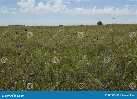 Sunflower , Aerial view, stock photo. Image of region - 162345058