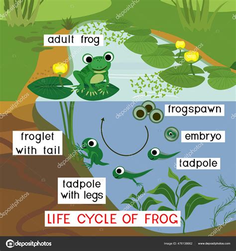 Amphibians Life Cycle