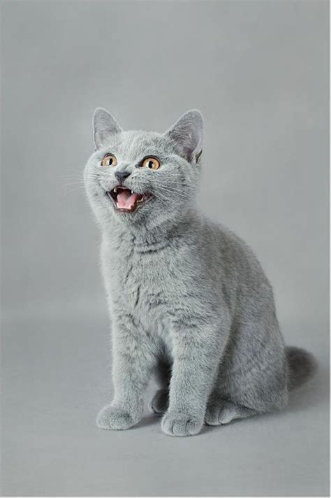 Temperament and Personality of British Shorthair Cat | Cute animals, Pretty cats, Cats