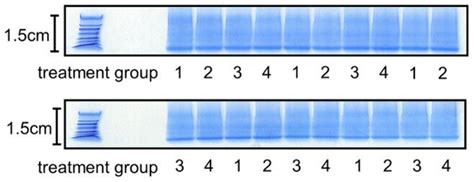 A 12.5% polyacrylamide gel was used to immobilize the samples and... | Download Scientific Diagram