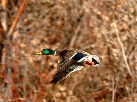 Waterfowl Wallpapers - Wallpaper Cave