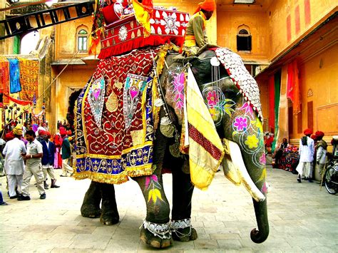 Decorated Indian Elephants