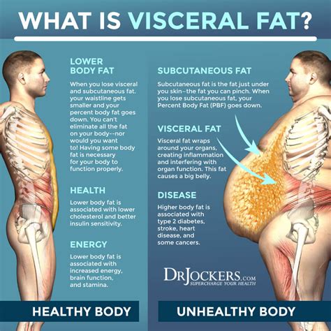 Visceral Fat: What is It and How it Drives Up Inflammation