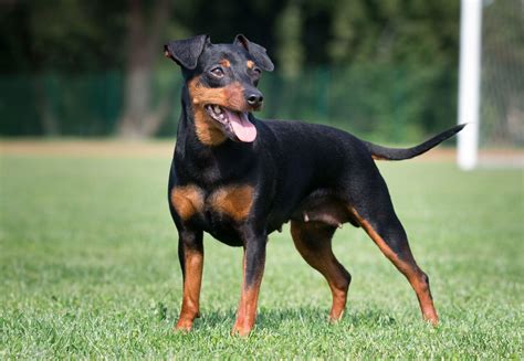 Is A Pinscher A Good Family Dog