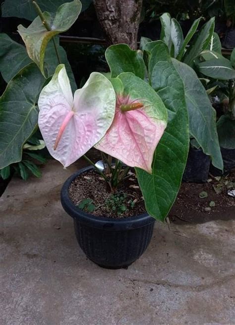 12 Best White Anthurium Varieties | Balcony Garden Web