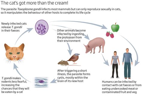 Toxoplasmosis In Cats